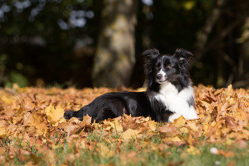 Border Collie im Herbst