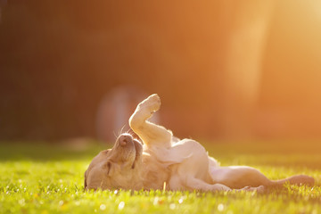 Happy labrador retriever dog having fun relaxing on the grass