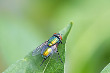 Kaisergoldfliege auf Blatt