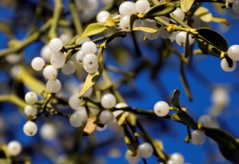 Mistletoe (Viscum album) with berries