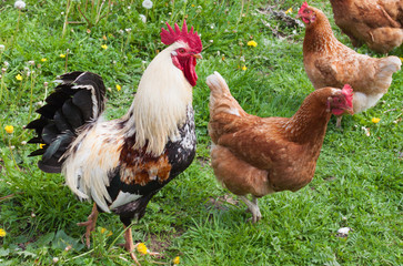  rooster and hens walk on the grass in the farm yard