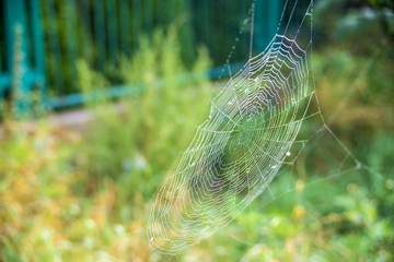 Spinnennetz im Gegenlicht