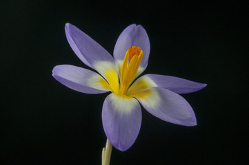 Fototapeta premium Crocus sieberi subsp. sublimis 'Tricolor'