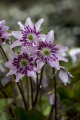 Hepatica nobilis var. japonica 'My Love'    