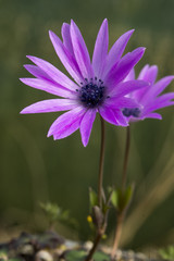 Fototapeta premium Anemone hortensis