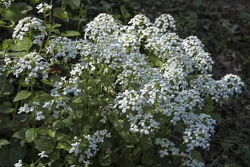 Pachyphragma macrophyllum