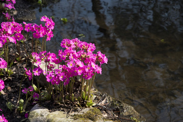 Obraz premium Primula rosea