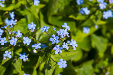 Brunnera sibirica