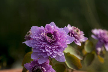 Anemonella thalictroides 'Oscar Schoaff'