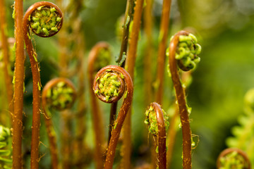 Blechnum spicant