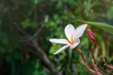 Obraz premium plumeria flower, frangipani.