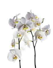 Naklejka na ściany i meble orquídea blanca aislada