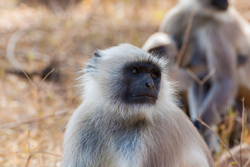 Hanuman Langur Monkey in Sariska National Park, India