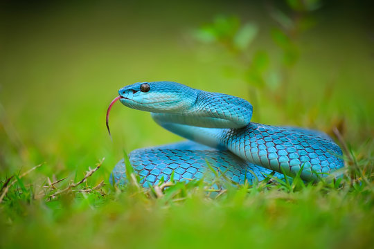 Blue insularis