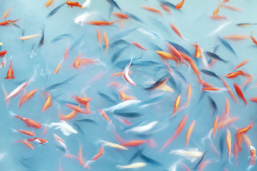Abstract artistic background made of motion blur fish swimming in a pond, color toning applied.