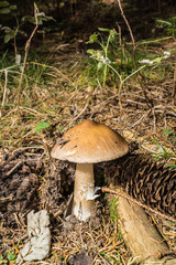 Rotbrauner Streifling