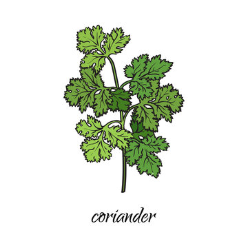 vector flat cartoon sketch style hand drawn coriander, cilantro branch with stem, leaves image. Isolated illustration on a white background. Spices , seasoning, flavorings and kitchen herbs concept.