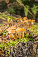 Grünblättriger Schwefelkopf