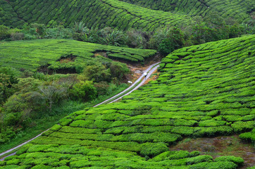 Teeplantage in Malaysia - 177108018