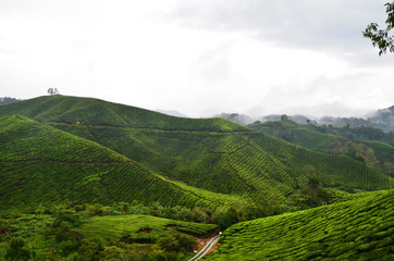 Teeplantage in Malaysia - 177108050