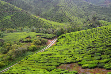 Teeplantage in Malaysia - 177108070