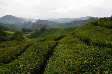 Teeplantage in Malaysia - 177108210