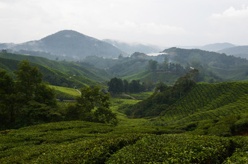 Teeplantage in Malaysia - 177108214