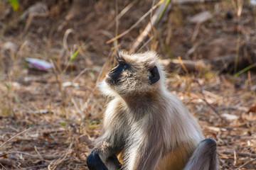 Hanuman Langur Monkey in Sariska National Park, India