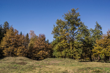 Waldrand im Herbst