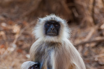 Hanuman Langur Monkey in Sariska National Park, India