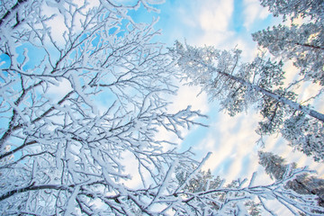 Looking up at snowy branches and trees, winter background