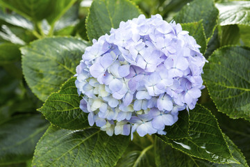 Beautiful Blue Hydrangea flower over green leave, nature concept