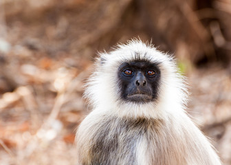 Hanuman Langur Monkey in Sariska National Park, India
