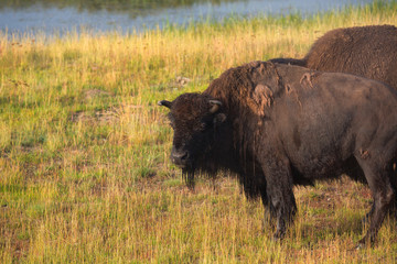 bison in grasslands of Yellowstone National Park in Wyoming, USA