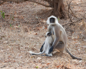Hanuman Langur Monkey in Sariska National Park, India