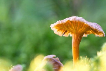 Mushrooms in forest. A slightly purple mushroom in the woods of the Black Forest at sunset.