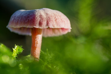 Mushrooms in forest. A slightly red mushroom in the woods of the Black Forest at sunset.