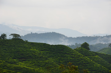 Teeplantage in Malaysia - 177109864