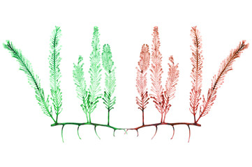 Dried sea grapes seaweed, Caulerpa sp., Southern of Thailand