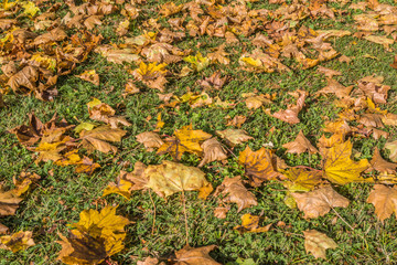 Laub - Ahornblätter - Hintergrund