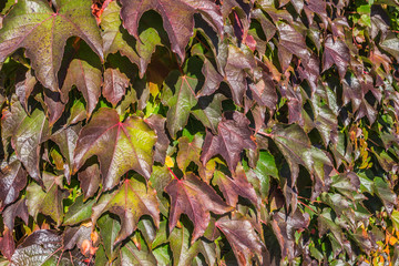 Bunte Blätter vom wilden Wein