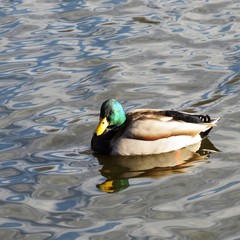 duck