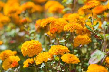 Yellow chrysanthemum