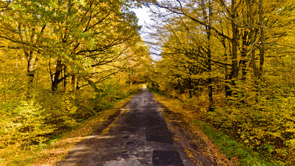 Fototapeta na wymiar Pathway in the bright autumn forest. Aerial view.