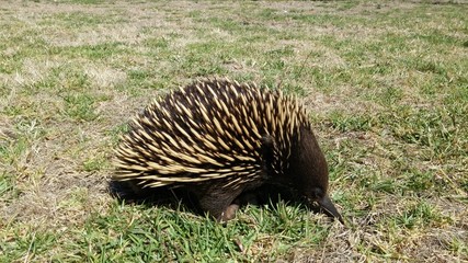 echidna