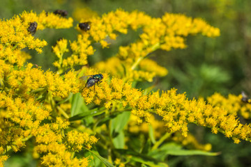 Insekten auf gelber Blüte
