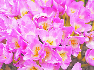 Colchicum pink flowers, family Colchicaceae. Common names autumn crocus, meadow saffron and naked lady, flowers which appear in late summer or autumn. Colchicum and crocuses look very similar