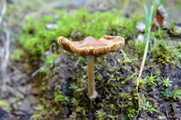 inocybe asterospora mushroom