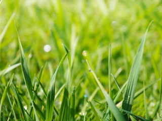 Photo of green grass