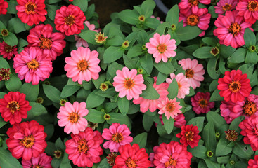 Gerbera flower background.